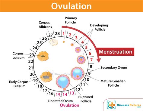 cramps at 6 dpo|ovulation 6 days after period.